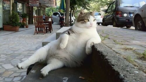 猫咪天堂是哪国?