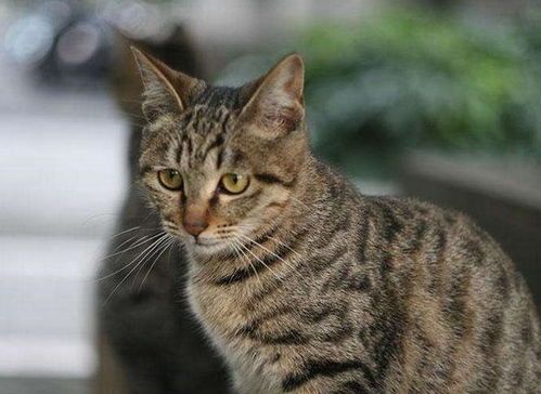 猫咪天堂，你找到心仪的那只了吗？