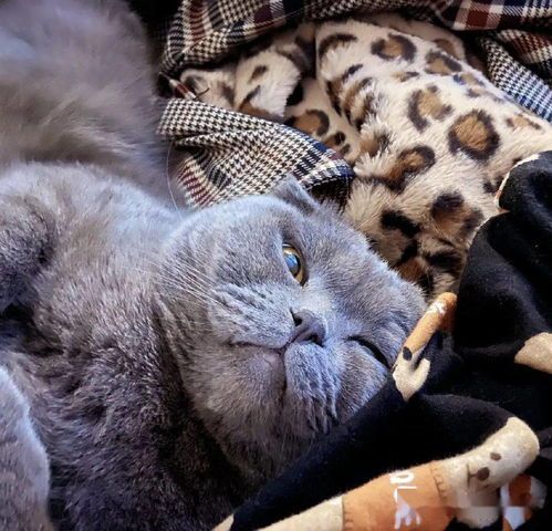 猫咪天堂，你找到心仪的那只了吗？