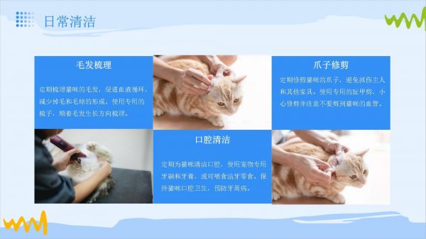 猫咪宠物护理教学_第5页
