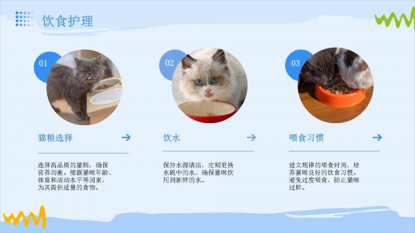 猫咪宠物护理教学_第4页