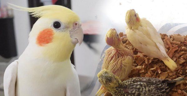 玄凤鹦鹉好养吗