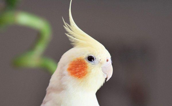 玄凤鹦鹉好养吗