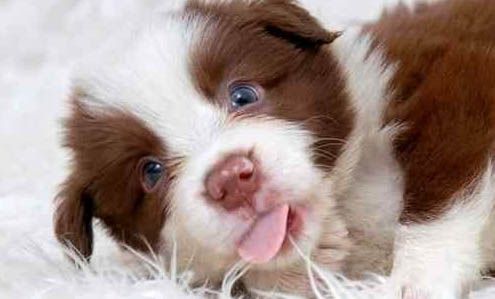 宠物狗的犬瘟细小什么意思