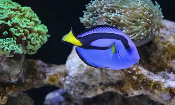 海水观赏鱼好养吗