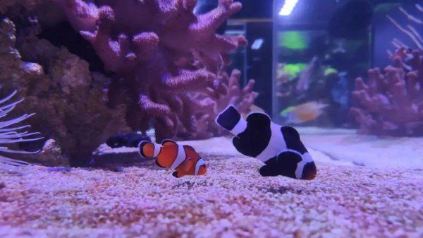 海水观赏鱼好养吗