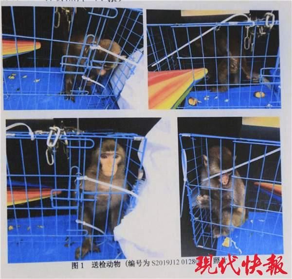 男子买了只猕猴当宠物，不知自己已犯法