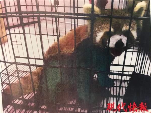 男子买了只猕猴当宠物，不知自己已犯法