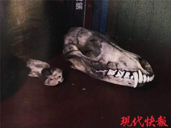 男子买了只猕猴当宠物，不知自己已犯法