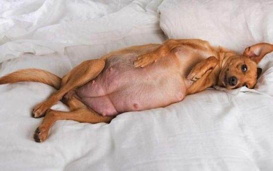 狗狗洗澡多久后可以体外驱虫