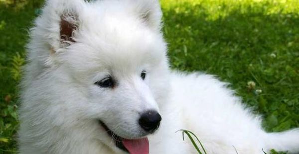 萨姆耶幼犬狗粮选择指南：如何挑选合适的食品？