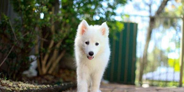 萨姆耶幼犬狗粮选择指南：如何挑选合适的食品？