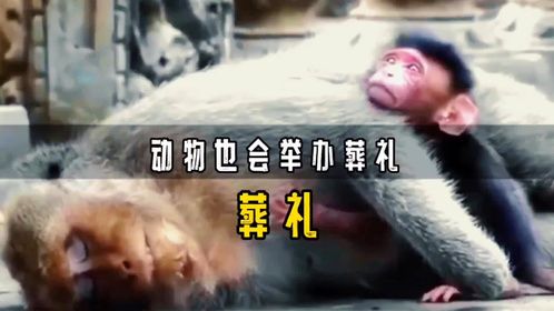 罕见一幕！动物也会举办葬礼：大象、黑猩猩、白鲸都会为死者送行