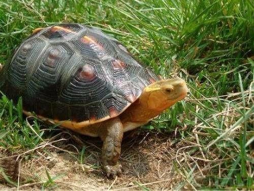 龟类种多，该如何选择？