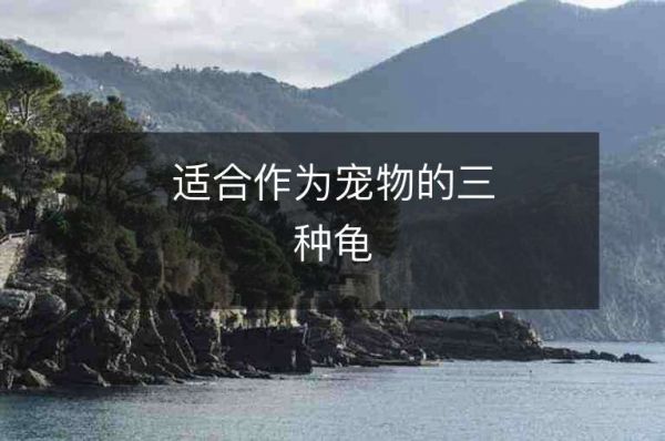 适合作为宠物的三种龟