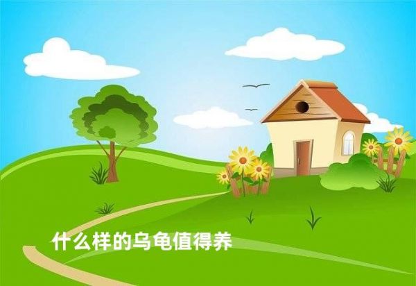什么样的乌龟值得养