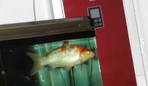 红白锦鲤最佳饲养水温（红白锦鲤冬季喂食指南，如何调节鱼缸水温至适宜范围）