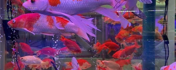 红白锦鲤最佳饲养水温（红白锦鲤冬季喂食指南，如何调节鱼缸水温至适宜范围）