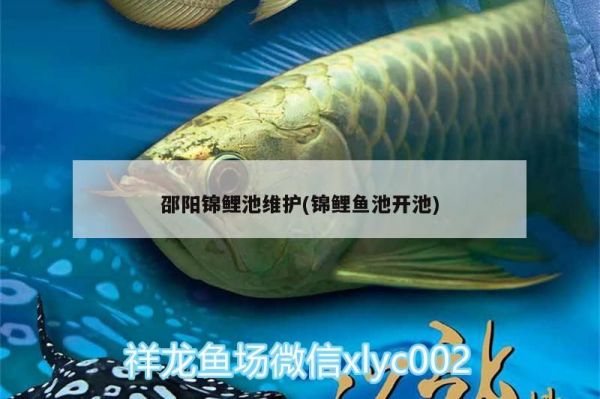 鱼缸养殖技术：锦鲤池维护（养锦鲤的注意事项）