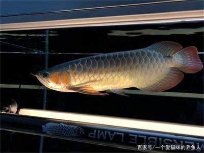 鱼缸过滤器维护周期建议鱼缸过滤器维护周期建议（如何选择合适的鱼缸过滤器）