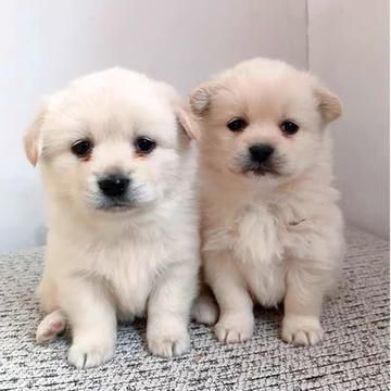 小狗吃面条好不好,幼犬可以吃面条吗