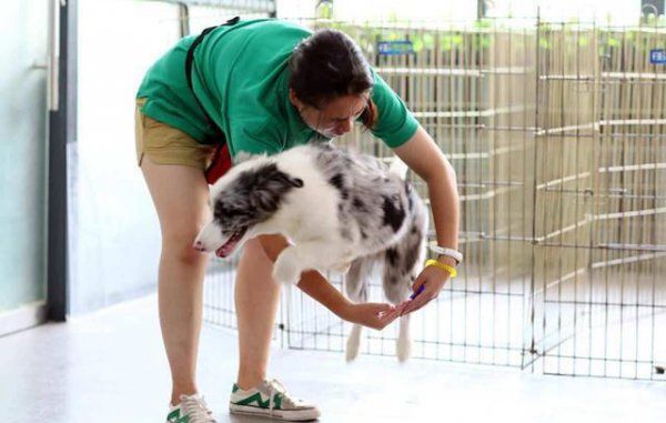 边牧犬怎么样训练