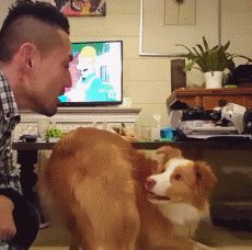 边牧犬怎么样训练