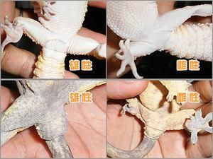 蜥蜴性别的判断-蜥蜴常识