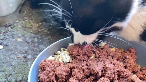 猫咪营养套餐包含哪些?如何挑选最适合猫咪的美食?
