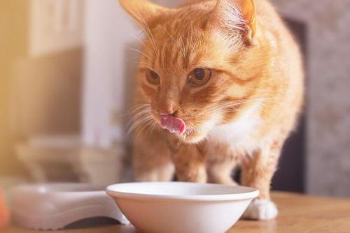 猫咪营养套餐包含哪些?如何挑选最适合猫咪的美食?