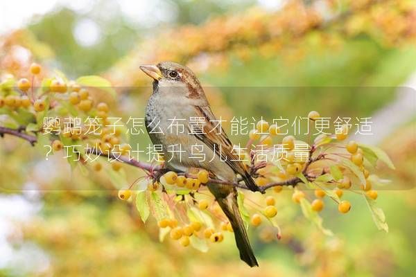 鹦鹉笼子怎么布置才能让它们更舒适？巧妙设计提升鸟儿生活质量