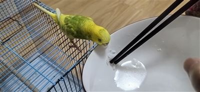 高斌斌家的鹦鹉
