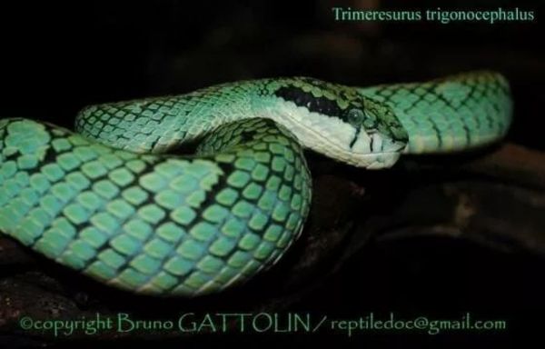 Trimeresurus Trigonocephalus