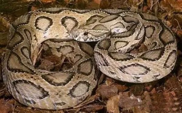 Daboia russelii siamensis