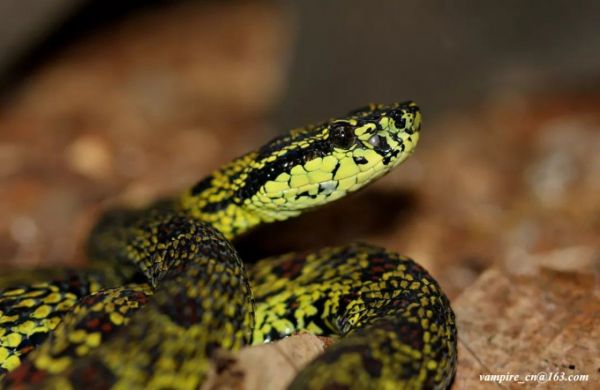 Protobothrops jerdonii