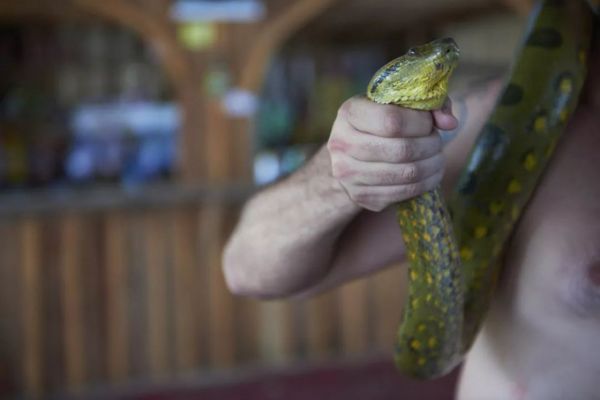 snake
