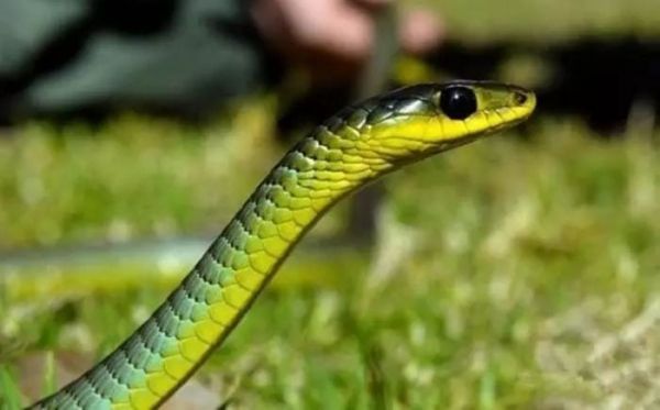 snake