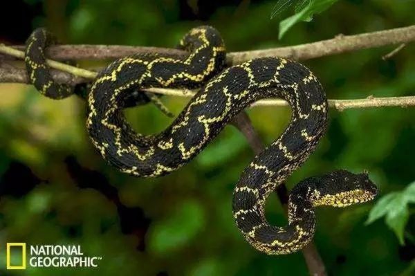 snake