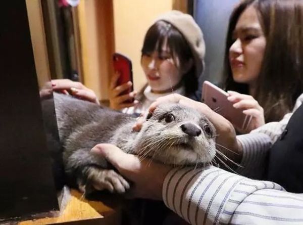 otter