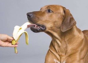 狗狗健康食谱推荐：鸡肉、鱼肉、胡萝卜、苹果。