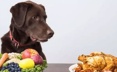 狗狗健康食谱推荐：鸡肉、鱼肉、胡萝卜、苹果。