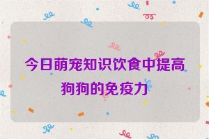今日萌宠知识饮食中提高狗狗的免疫力