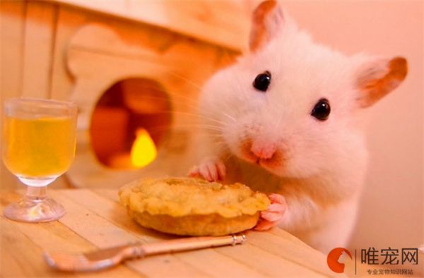 仓鼠可以吃什么食物 新手需要注意什么