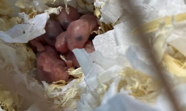 小仓鼠生宝宝（小仓鼠繁衍需要的食物及关键营养素解析）
