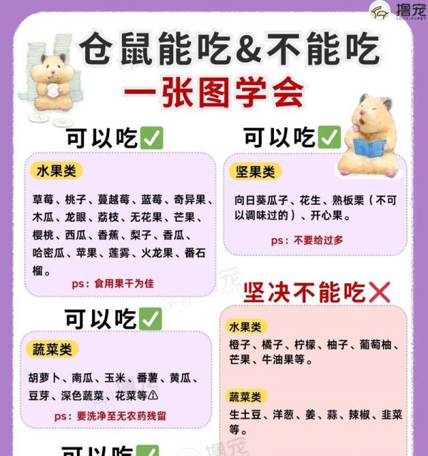 小仓鼠生宝宝（小仓鼠繁衍需要的食物及关键营养素解析）