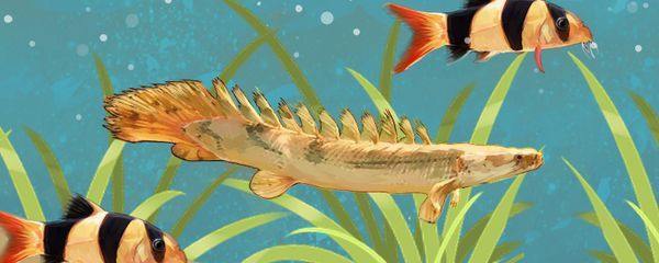 恐龙鱼混养什么鱼好（恐龙鱼混养水族箱布局）