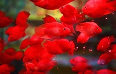 恐龙鱼混养什么鱼好（恐龙鱼混养水族箱布局）