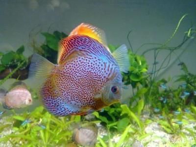 恐龙鱼混养什么鱼好（恐龙鱼混养水族箱布局）