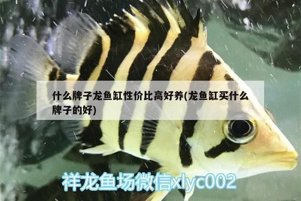 什么龙鱼缸性价比高（德克水族鱼缸智能屏风功能介绍汉霸鱼缸智能屏风功能介绍）