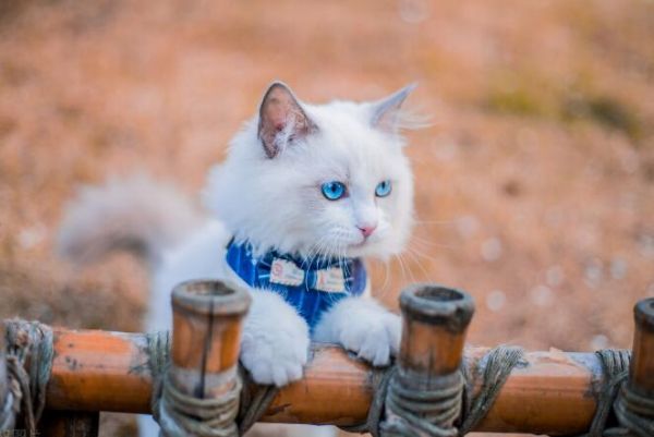 猫咪品种介绍大全，哪种猫咪更适合你？